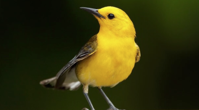 Springtime Prothonotary Warblers in North Carolina